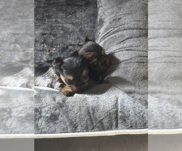 Medium Photo #5 Yorkshire Terrier Puppy For Sale in DENHAM SPRINGS, LA, USA