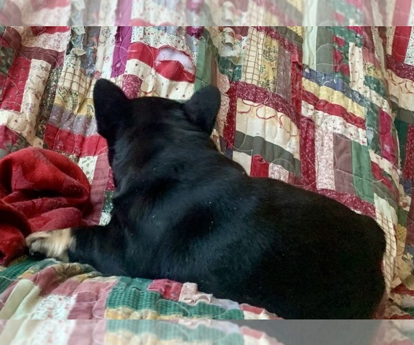 Medium Photo #7 French Bulldog Puppy For Sale in WAUSAUKEE, WI, USA