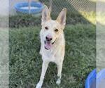 Small #1 German Shepherd Dog