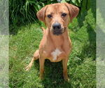 Small #8 Redbone Coonhound-Rhodesian Ridgeback Mix