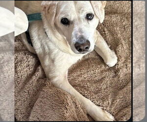 Beagle-Chihuahua Mix Dogs for adoption in Winston Salem, NC, USA