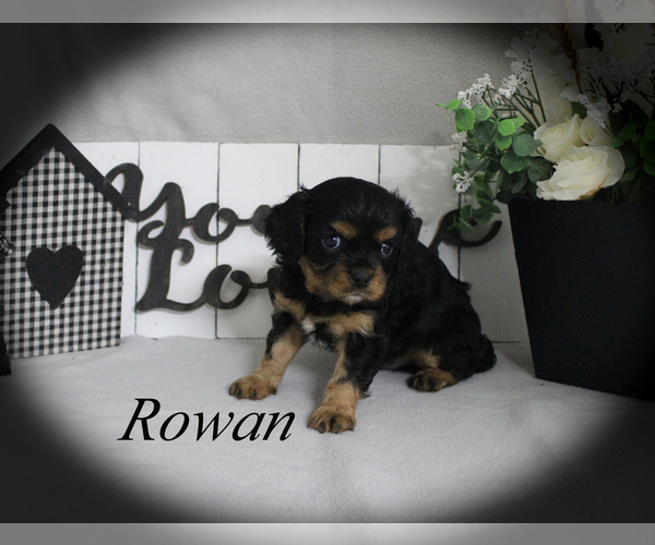 Medium Photo #1 Cavalier King Charles Spaniel Puppy For Sale in CHANUTE, KS, USA