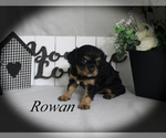 Image preview for Ad Listing. Nickname: Rowan