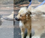 Small #3 Great Pyrenees Mix