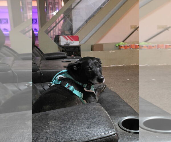 Medium Photo #1 Miniature Pinscher-Unknown Mix Puppy For Sale in Aurora, IN, USA