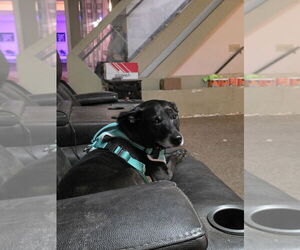 Miniature Pinscher-Unknown Mix Dogs for adoption in Aurora, IN, USA