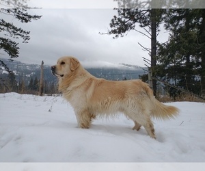 Father of the Golden Retriever puppies born on 03/14/2024