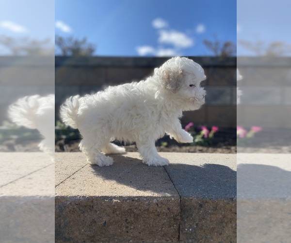 Medium Photo #3 Maltipoo Puppy For Sale in CANOGA, NY, USA