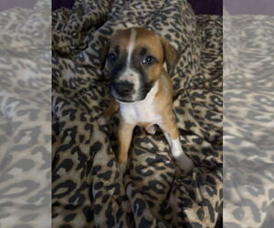 Mutt Dogs for adoption in OKLAHOMA CITY, OK, USA