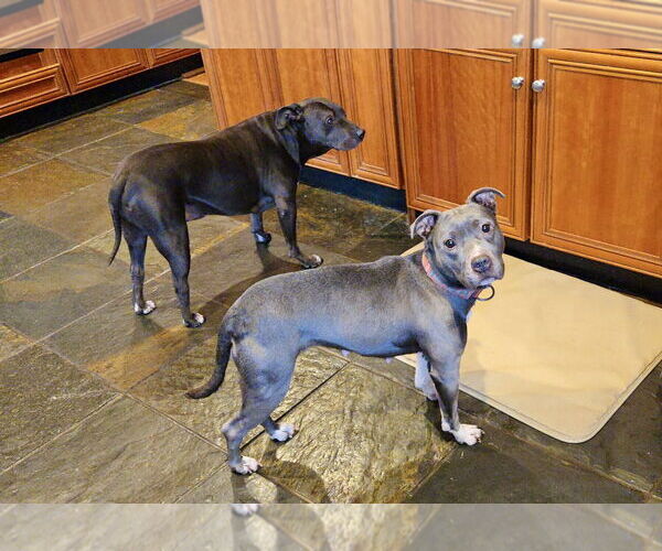 Medium Photo #13 Mutt Puppy For Sale in Mount Laurel, NJ, USA