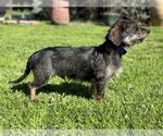Small Photo #2 Dachshund-Unknown Mix Puppy For Sale in PIPE CREEK, TX, USA