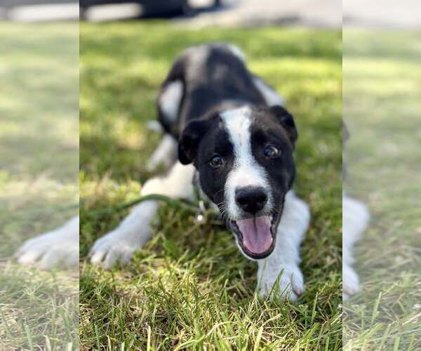 Medium Photo #2 Border Collie-Unknown Mix Puppy For Sale in Paso Robles, CA, USA
