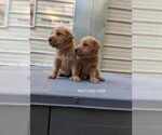 Small Photo #7 Golden Retriever Puppy For Sale in RAEFORD, NC, USA