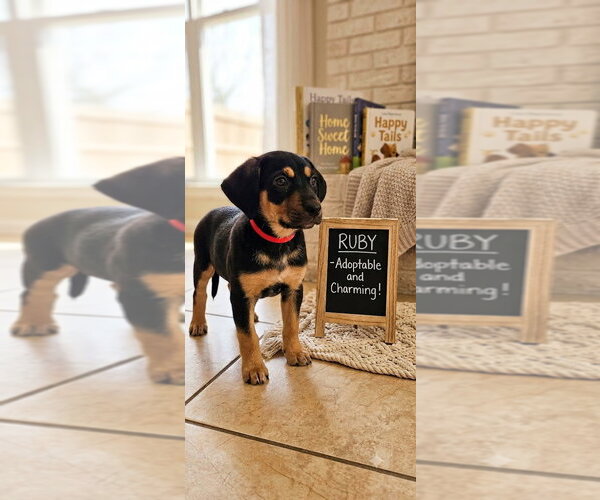 Medium Photo #1 Black and Tan Coonhound-Rottweiler Mix Puppy For Sale in Mooresville, NC, USA