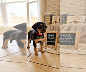 Black and Tan Coonhound-Rottweiler Mix Dogs for adoption in Mooresville, NC, USA