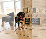 Small Black and Tan Coonhound-Rottweiler Mix