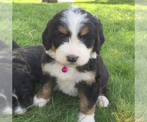 Bernedoodle Puppy for sale in PORT ROYAL, PA, USA
