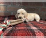 Small Photo #91 Labradoodle Puppy For Sale in LOS ANGELES, CA, USA