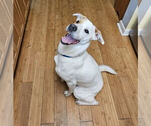 Jack Russell Terrier-Labrador Retriever Mix Dogs for adoption in Thomasville, NC, USA