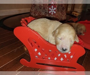 Goldendoodle Puppy for sale in TROY, MO, USA