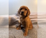 Small #5 Labrador Retriever