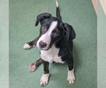 Small #3 Border Collie Mix