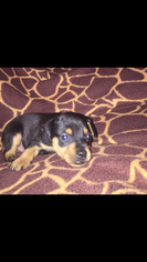 Miniature Pinscher Puppy for sale in DESTREHAN, LA, USA