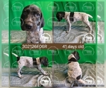 Small #2 German Shorthaired Pointer
