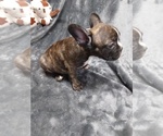 Small Photo #3 French Bulldog Puppy For Sale in COFFEYVILLE, KS, USA