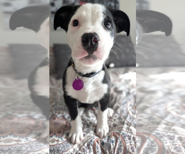 Medium Photo #1 Mutt Puppy For Sale in Bellevue, WA, USA