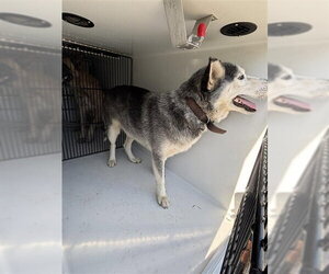 Siberian Husky Dogs for adoption in Houston, TX, USA