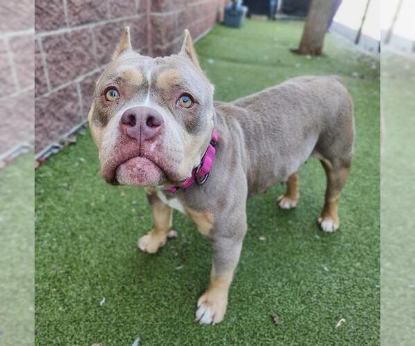 Medium Photo #3  Puppy For Sale in , 