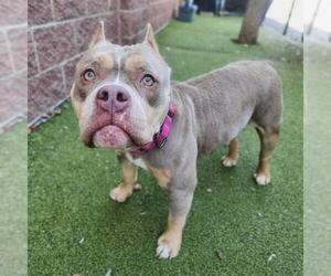 Bulldog-Unknown Mix Dogs for adoption in Minneapolis, MN, USA