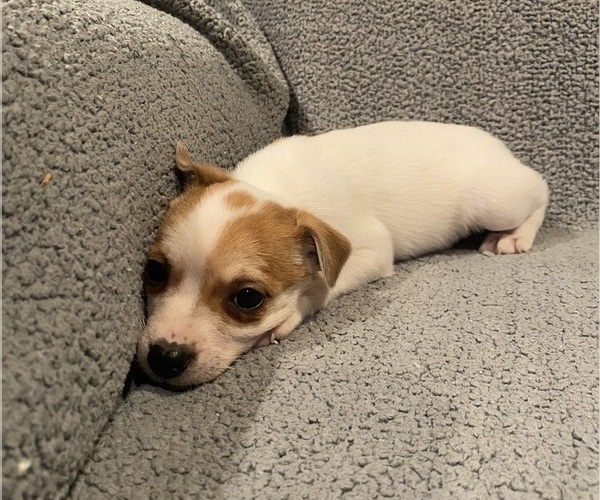 Medium Photo #36 Jack Russell Terrier Puppy For Sale in RICHMOND, MI, USA