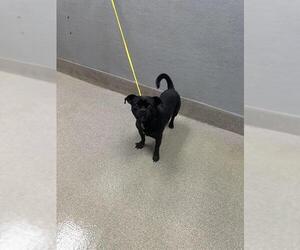 Pug-Unknown Mix Dogs for adoption in Las Vegas, NV, USA