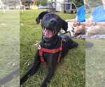 Small Labrador Retriever Mix