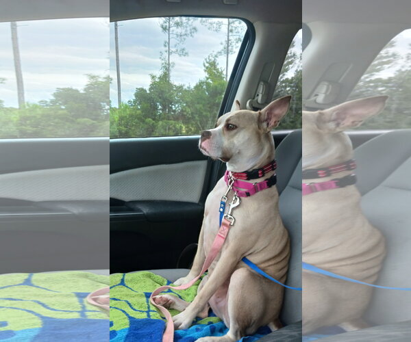 Medium Photo #1 Mutt Puppy For Sale in Crescent City, FL, USA