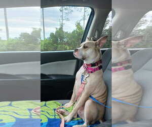 Mutt Dogs for adoption in Crescent City, FL, USA