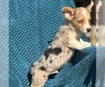 Small #1 Pembroke Welsh Corgi