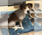 Small #1 Beagle Mix