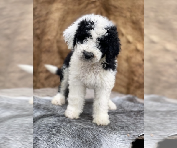 Medium Photo #4 F2 Aussiedoodle Puppy For Sale in WESLEY CHAPEL, FL, USA
