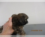 Small Photo #2 Shih Tzu Puppy For Sale in CARROLLTON, GA, USA