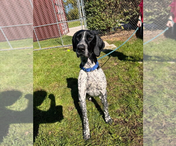 Medium Photo #4 German Shorthaired Pointer Puppy For Sale in Muskegon, MI, USA