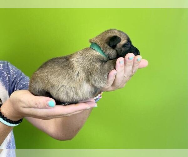 Medium Photo #2 Belgian Malinois Puppy For Sale in S CHARLESTON, WV, USA