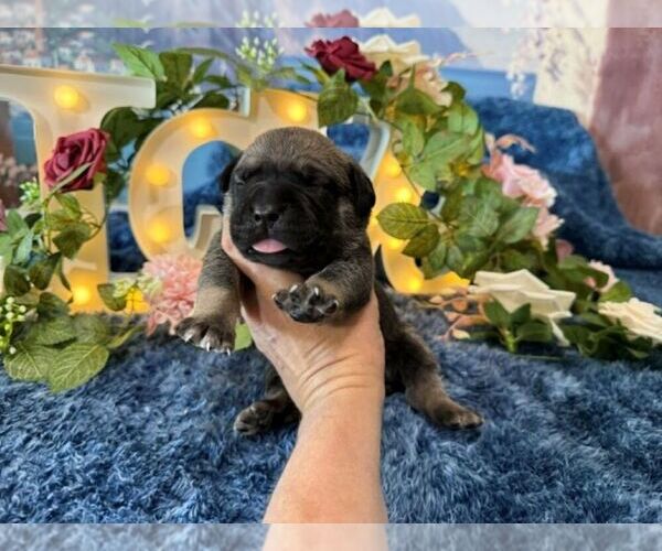 Medium Photo #5 Cane Corso Puppy For Sale in OOLOGAH, OK, USA