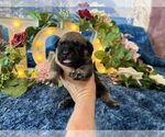Small #4 Cane Corso