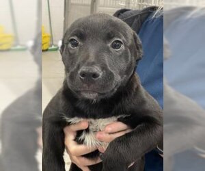 American Pit Bull Terrier-Labrador Retriever Mix Dogs for adoption in Grasswood, Saskatchewan, Canada