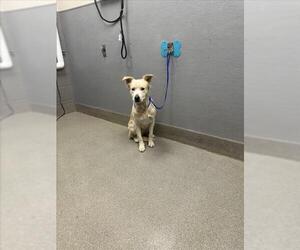 Labrador Retriever-Unknown Mix Dogs for adoption in Las Vegas, NV, USA