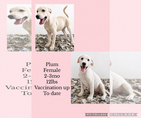 Medium Photo #1 Labbe Puppy For Sale in Virginia Beach, VA, USA
