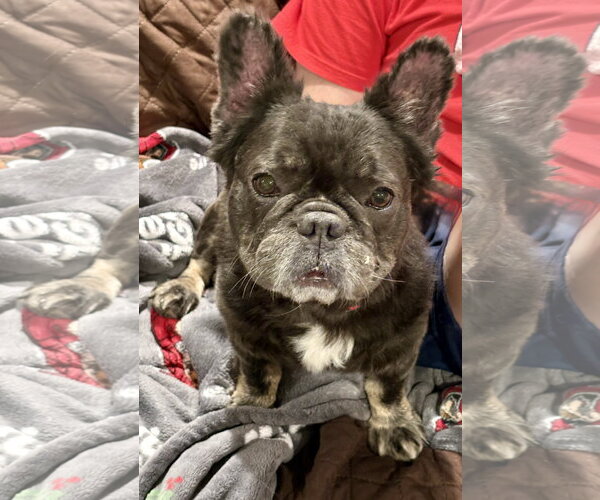 Medium Photo #2 French Bulldog Puppy For Sale in Fenton, MO, USA